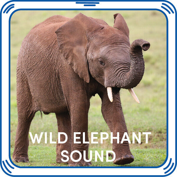 Wild Elephant Sound