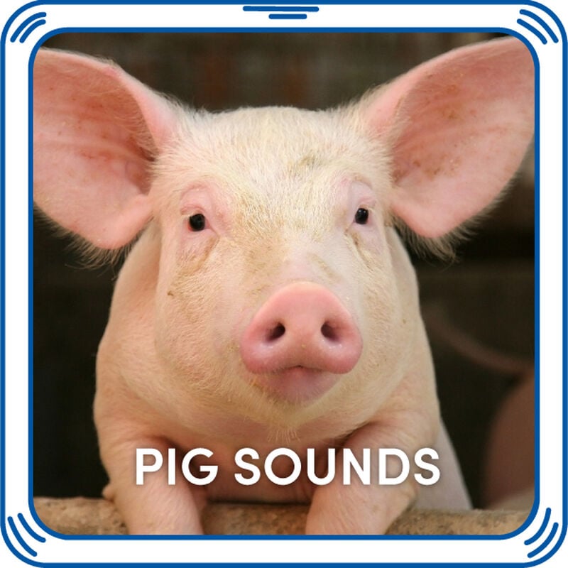 Pig Sounds  
