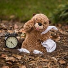 Groundhog