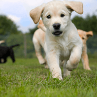 puppy close up