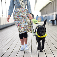 guide dog training