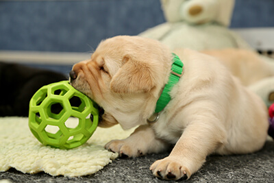 Heartly's New Toy Ball