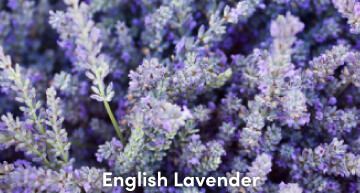 English Lavender Scent