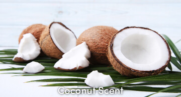 Coconut Scent