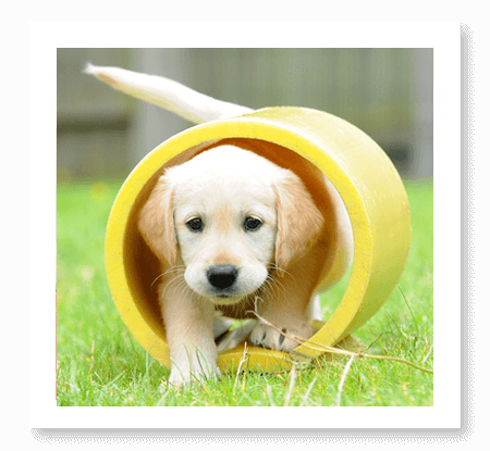 Puppy Playing