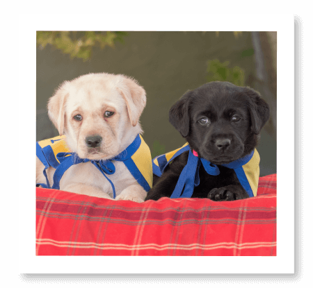 Two Labradors in a dog bed