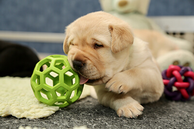 Heartly's New Toy Ball