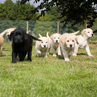 puppies playing