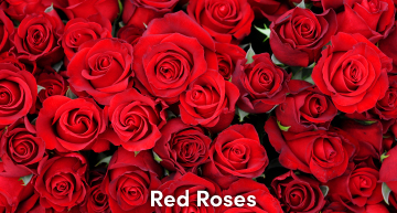 Red Roses Scent