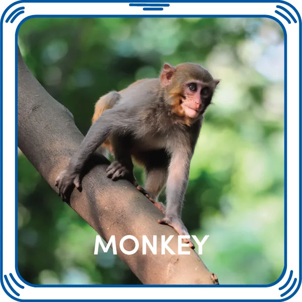 Monkey Sound Monkey Sound
